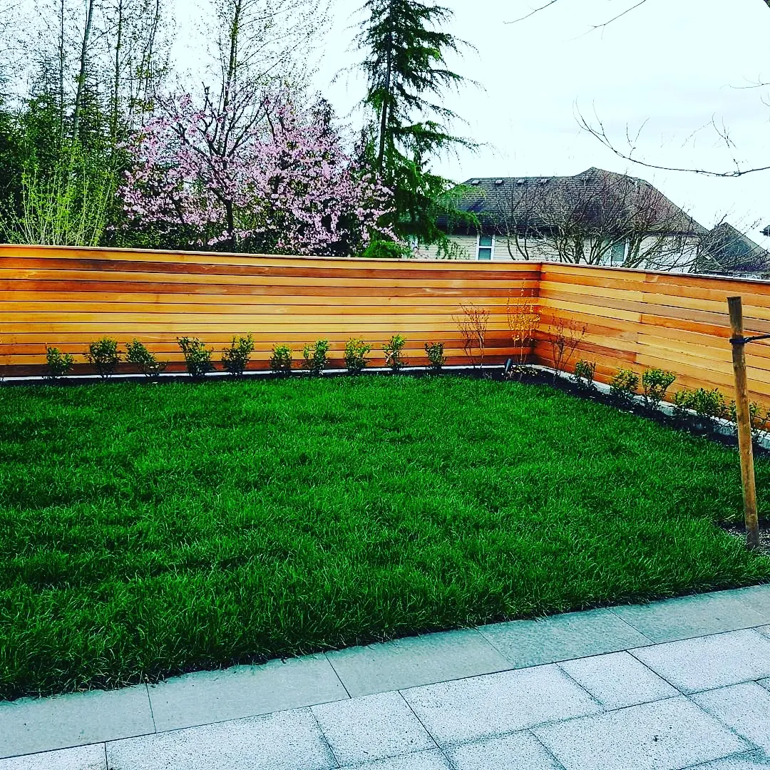 Horizontal cedar privacy fence around a new lawn with young shrubs